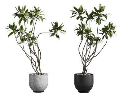 现代花盆盆景盆栽植物3d模型 现代花盆盆景盆栽植物