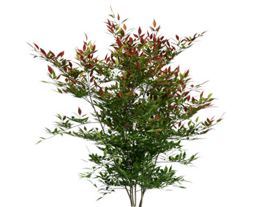 现代灌木丛植物3d模型 现代灌木丛植物
