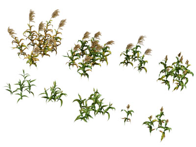 现代花草植物3d模型 现代花草植物