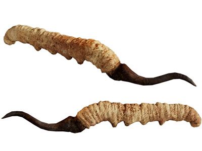 现代冬虫夏草 花草植物3d模型 现代冬虫夏草 花草植物