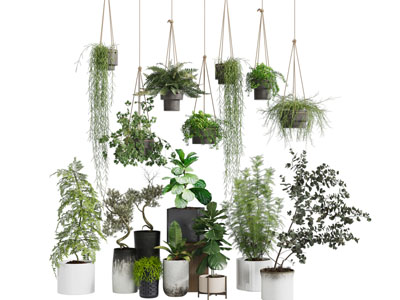 现代吊篮绿植 盆景盆栽植物3d模型 现代吊篮绿植 盆景盆栽植物