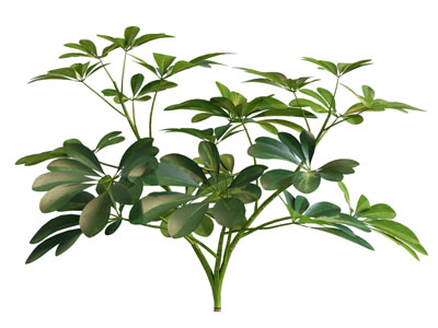 现代发财树 灌木丛植物3d模型 现代发财树 灌木丛植物