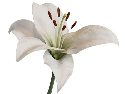 现代百合花 花草花卉植物3d模型 现代百合花 花草花卉植物