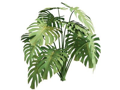 现代龟背竹花草植物3d模型 现代龟背竹花草植物