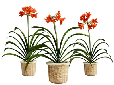 新中式竹编花盆盆景盆栽植物3d模型 新中式竹编花盆盆景盆栽植物