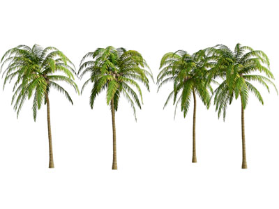 现代椰子树3d模型 现代椰子树