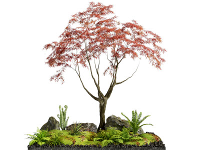 现代枫树 植被 石头景观园艺小品