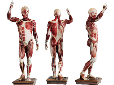 现代人体肌肉结构医疗标本3d模型 现代人体肌肉结构医疗标本