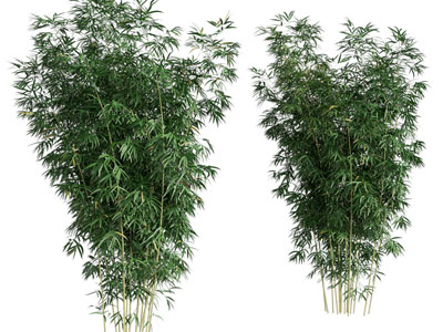 新中式竹子丛植物3d模型 新中式竹子丛植物