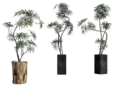 现代花盆盆景盆栽植物3d模型 现代花盆盆景盆栽植物