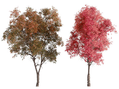 现代秋天的景观树木3d模型 现代秋天的景观树木