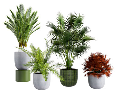 现代花盆盆景盆栽植物3d模型 现代花盆盆景盆栽植物