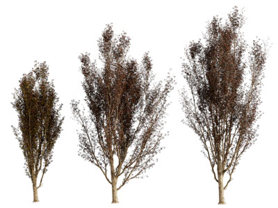 现代树木 灌木植物3d模型 现代树木 灌木植物