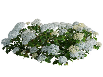 现代绣球花 花草花卉植物3d模型 现代绣球花 花草花卉植物