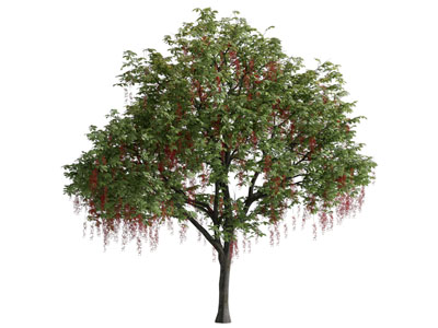 现代景观树木3d模型 现代景观树木