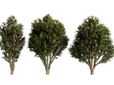 现代道旁景观树木3d模型 现代道旁景观树木