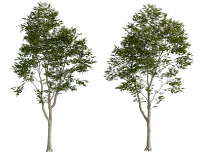 现代景观树木3d模型 现代景观树木
