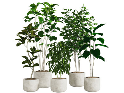 现代花盆盆景盆栽植物3d模型 现代花盆盆景盆栽植物