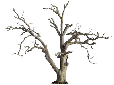 现代枯树 干枝3d模型 现代枯树 干枝