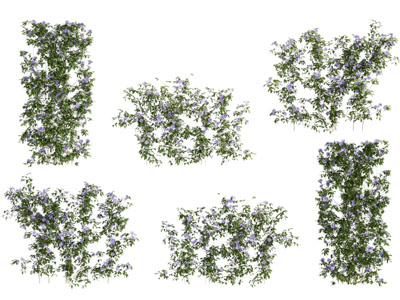 现代藤蔓植物 爬藤3d模型 现代藤蔓植物 爬藤