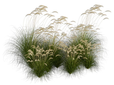 现代狗尾巴草 花草花卉植物3d模型 现代狗尾巴草 花草花卉植物