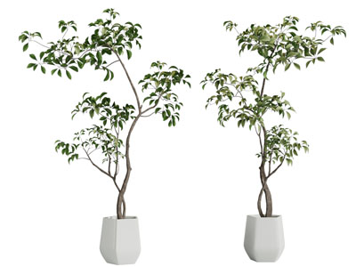 现代花盆盆景盆栽植物3d模型 现代花盆盆景盆栽植物