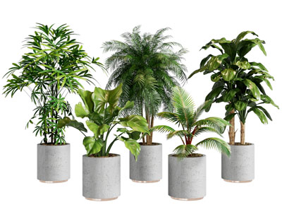 现代轻奢圆形花盆盆景盆栽植物3d模型 现代轻奢圆形花盆盆景盆栽植物