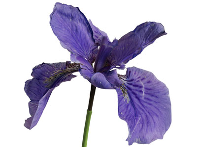 现代花卉 花草植物3d模型 现代花卉 花草植物