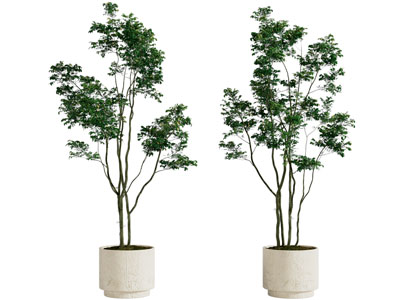 现代花盆盆景盆栽植物3d模型 现代花盆盆景盆栽植物