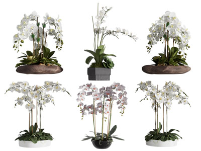 新中式蝴蝶兰盆景盆栽植物3d模型 新中式蝴蝶兰盆景盆栽植物