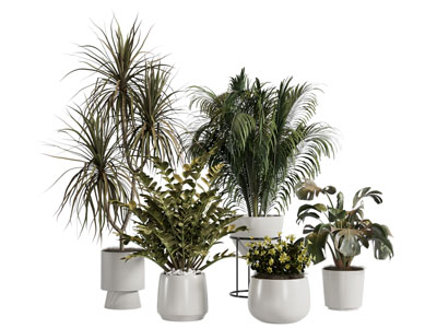 现代花盆盆景盆栽植物3d模型 现代花盆盆景盆栽植物