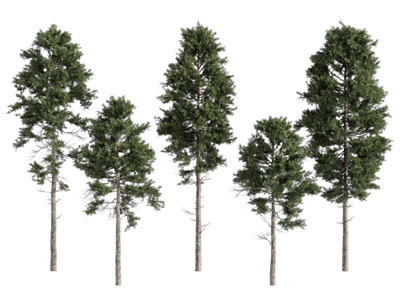 现代景观树木3d模型 现代景观树木