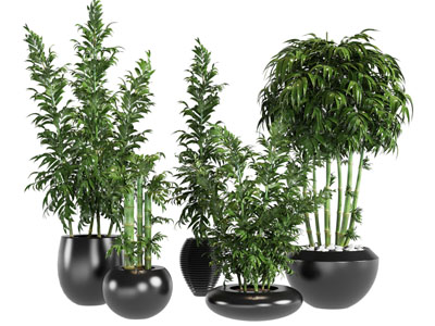 现代陶瓷花盆盆景盆栽植物3d模型 现代陶瓷花盆盆景盆栽植物