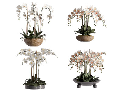 新中式蝴蝶兰盆景盆栽植物3d模型 新中式蝴蝶兰盆景盆栽植物