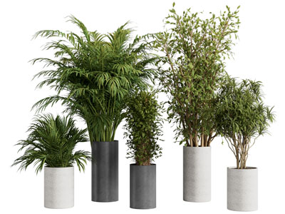 现代花盆盆景盆栽植物3d模型 现代花盆盆景盆栽植物