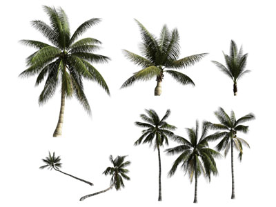 现代椰子树3d模型 现代椰子树