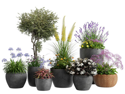 现代花盆盆景盆栽植物3d模型 现代花盆盆景盆栽植物