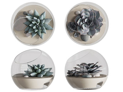 现代多肉盆景盆栽植物 摆件组合3d模型 现代多肉盆景盆栽植物 摆件组合