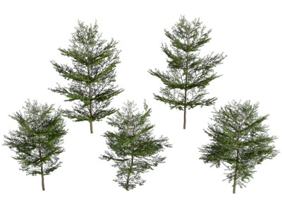 现代景观树木3d模型 现代景观树木