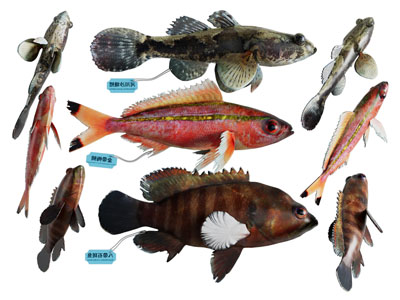 现代石斑鱼 海洋生物 水生动物3d模型 现代石斑鱼 海洋生物 水生动物