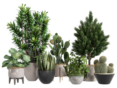 现代花盆盆景盆栽植物3d模型 现代花盆盆景盆栽植物