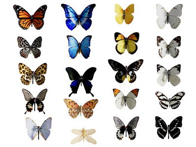 现代蝴蝶 飞行动物3d模型 现代蝴蝶 飞行动物