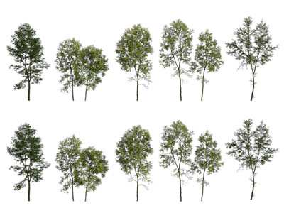 现代景观树木3d模型 现代景观树木