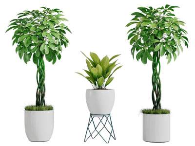 现代花盆盆景盆栽植物3d模型 现代花盆盆景盆栽植物