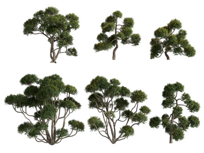 现代景观灌木植物3d模型 现代景观灌木植物