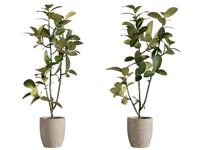 现代花盆盆景盆栽植物3d模型 现代花盆盆景盆栽植物