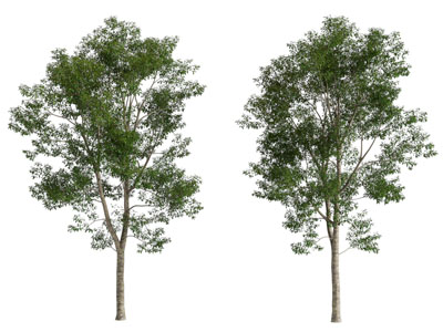 现代景观树木3d模型 现代景观树木