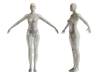 现代人体循环结构 医疗器械3d模型 现代人体循环结构 医疗器械
