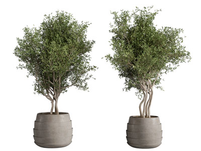 现代陶艺花盆盆景盆栽植物3d模型 现代陶艺花盆盆景盆栽植物