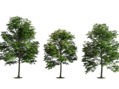 现代景观树木3d模型 现代景观树木